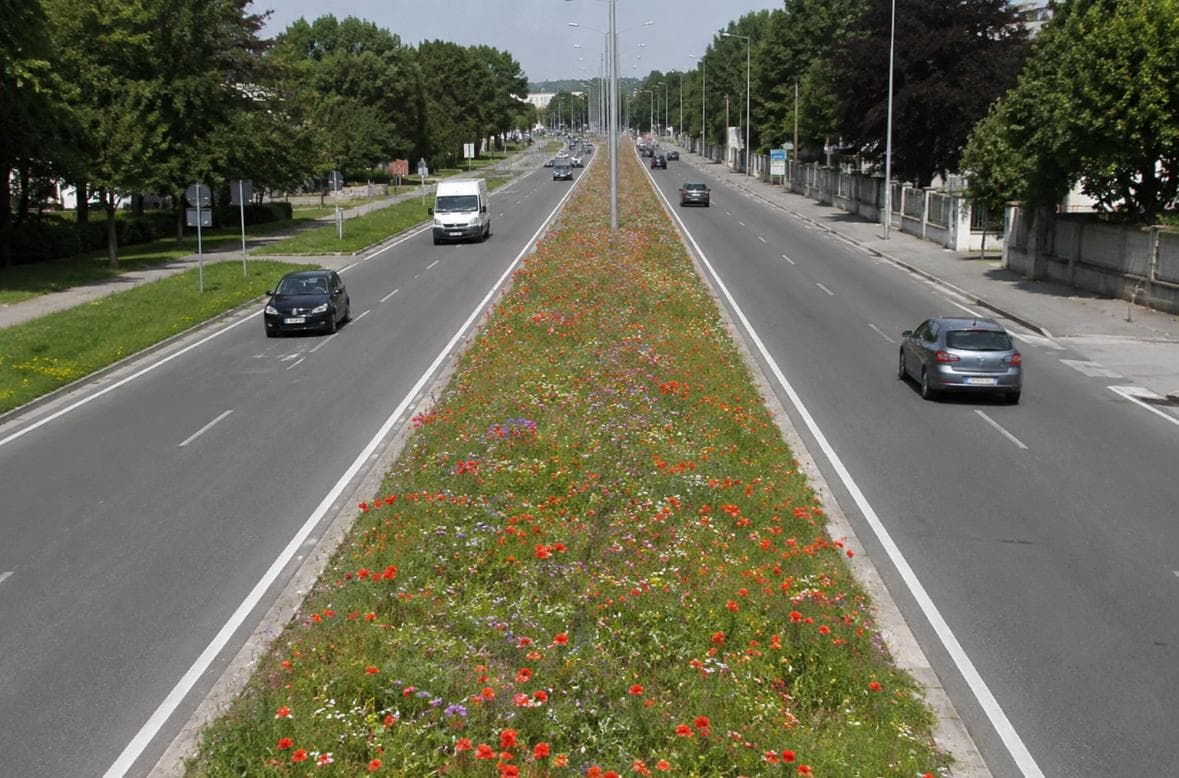 Prati fioriti in città