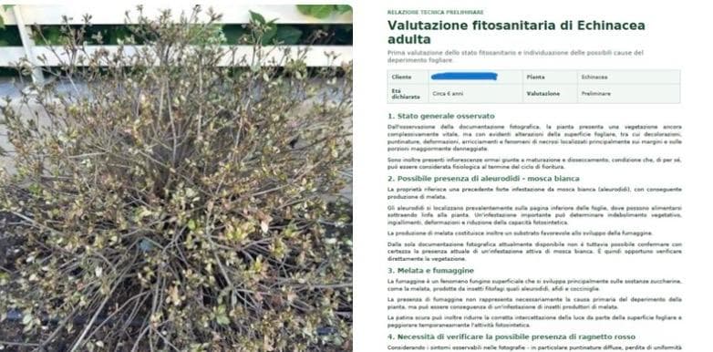 MALATTIE, PARASSITI, MARCIUMI E PROBLEMATICHE DELLE PIANTE: LA DIAGNOSI VIENE PRIMA DEL TRATTAMENTO