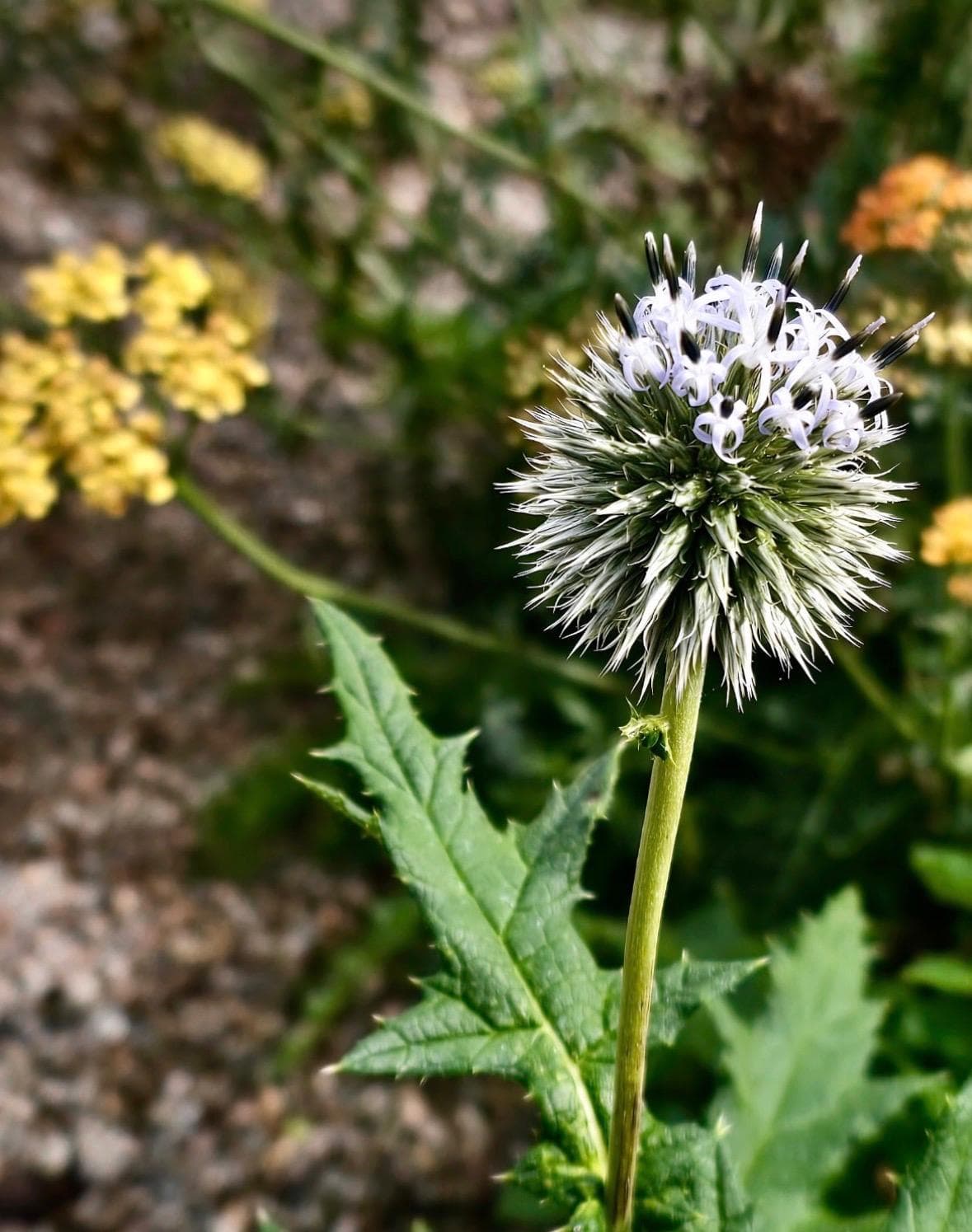 UN GIARDINO CHE CAMBIA. QUATTRO STAGIONI DA VIVERE.